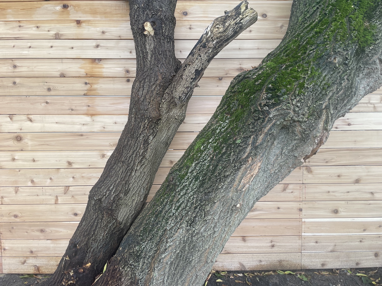 Ixchel Mexican Cuisine opening soon at the former Old Fields Barbecue